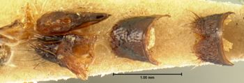 Media type: image;   Entomology 7289 Aspect: body parts
